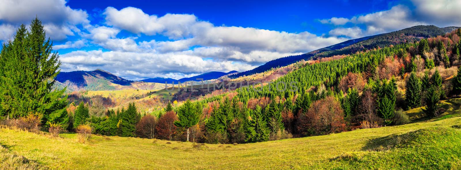 panoramic image  of autumn forest with conifer trees on mountain hillside