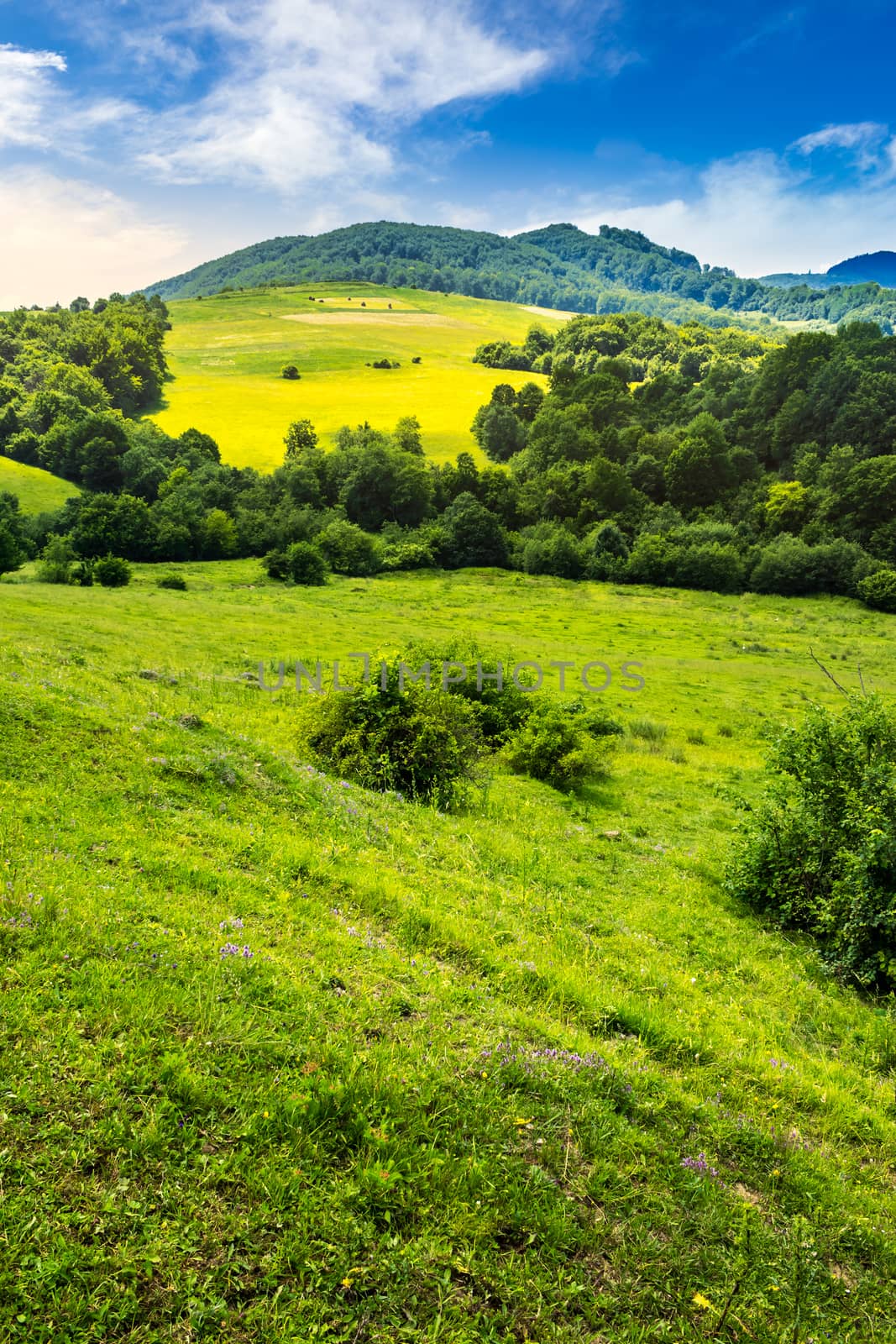 agricultural field on hillside meadow by Pellinni