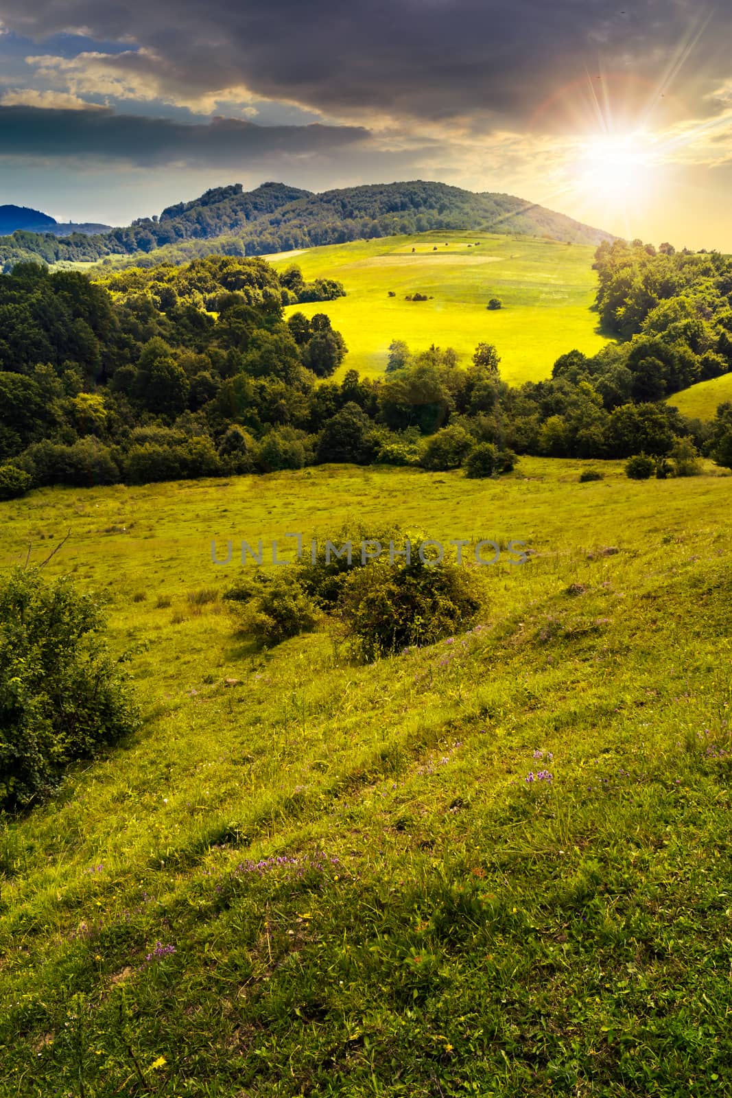 agricultural field on hillside meadow at sunset by Pellinni