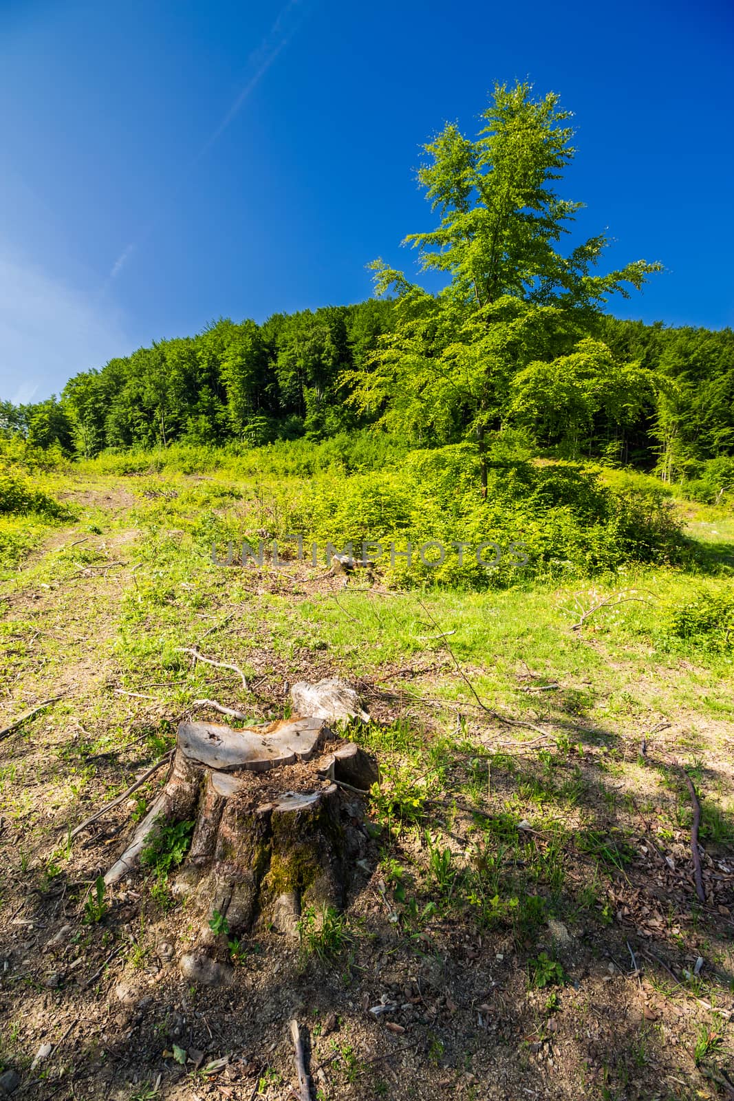 stump among the grass on logging place near forest in summer. shot with ultra wide angle lense