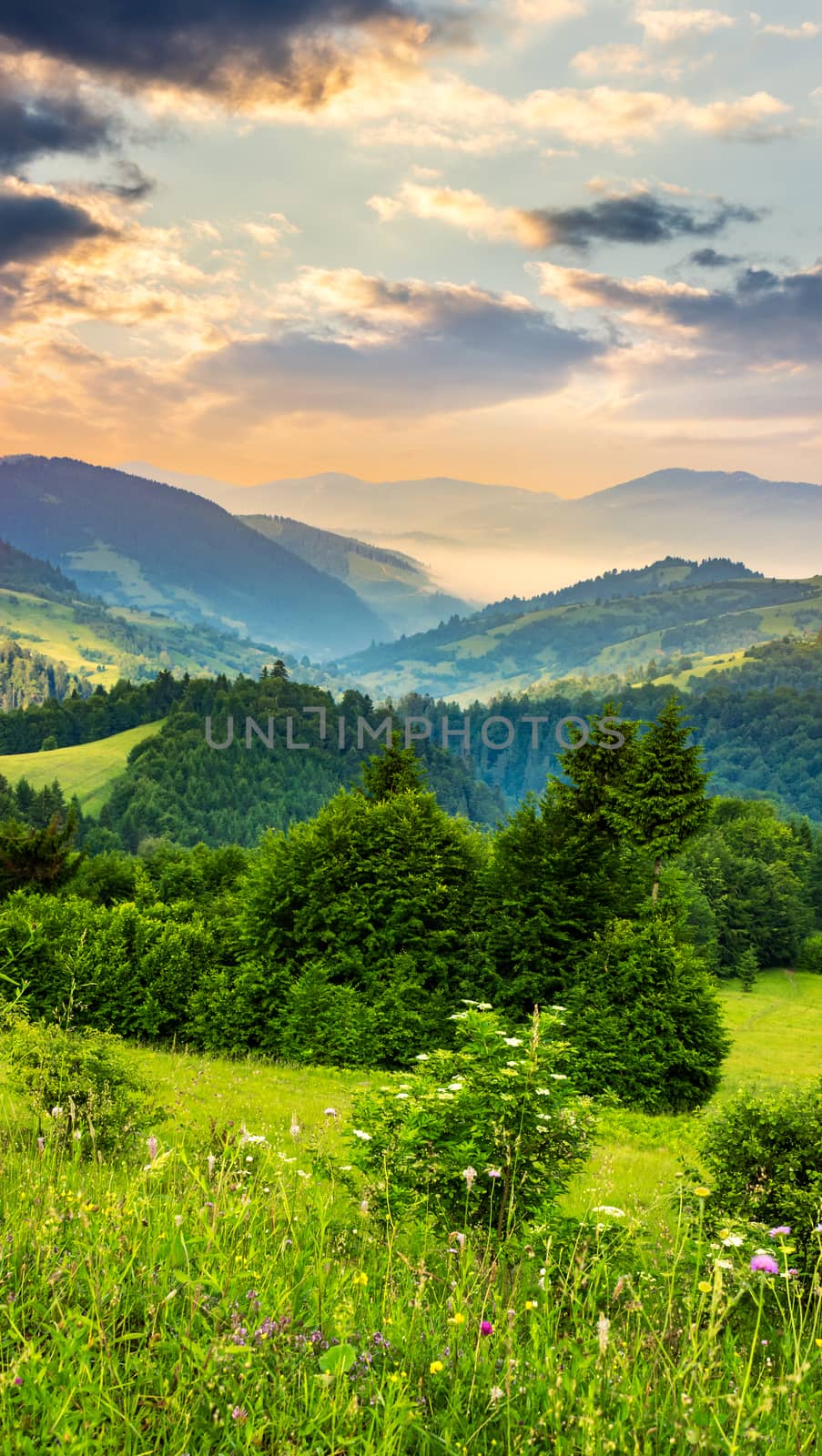 summer mountain landscape. fog from conifer forest surrounds the mountain top in morning light