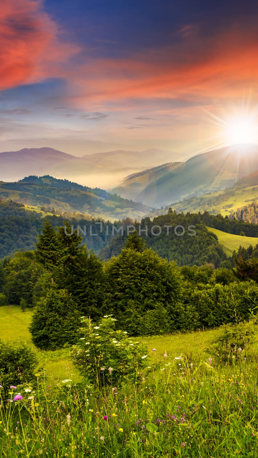 summer mountain landscape. fog from conifer forest surrounds the mountain top in sunset light