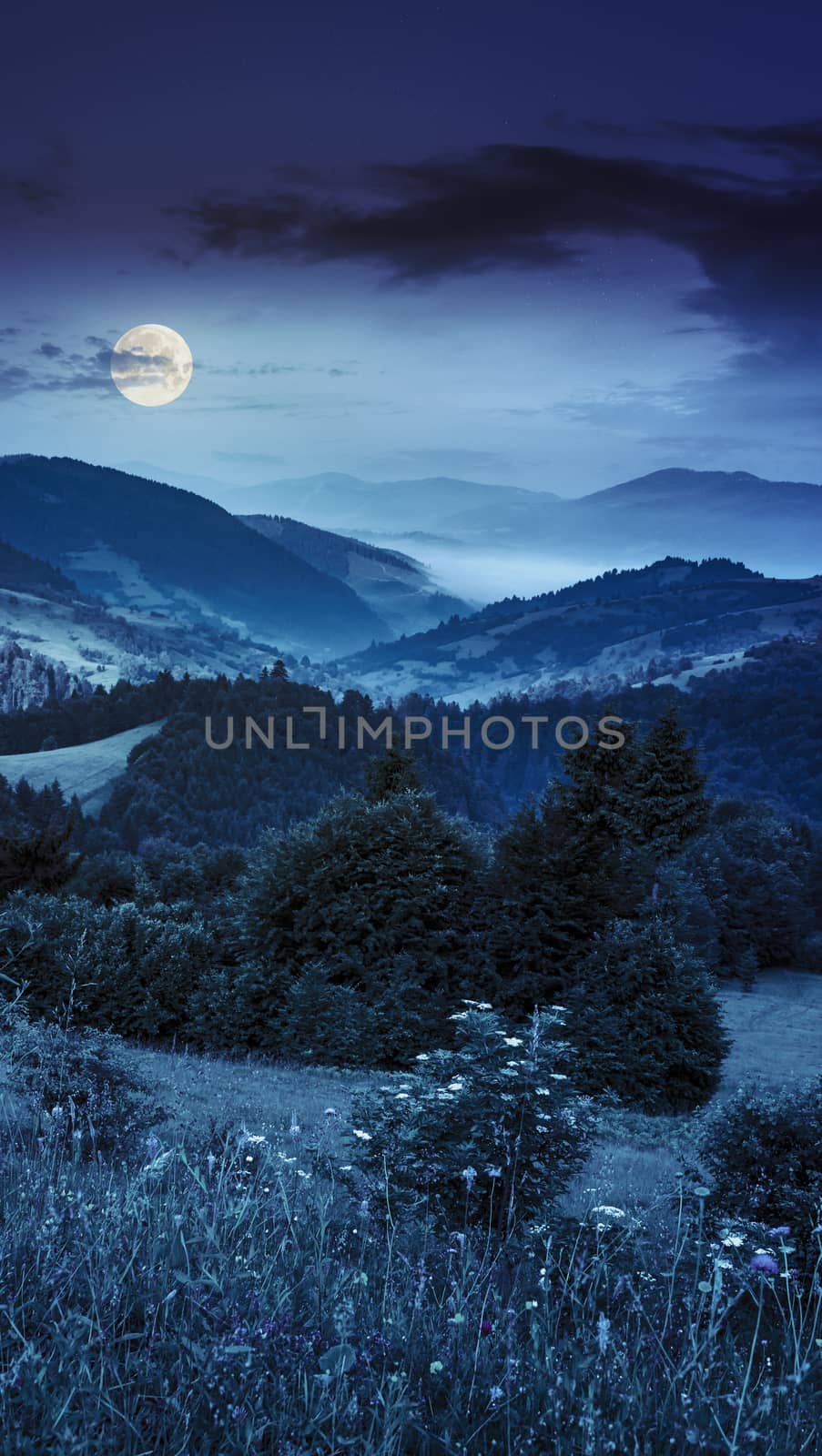 summer mountain landscape. fog from conifer forest surrounds the mountain top at night in full moon light
