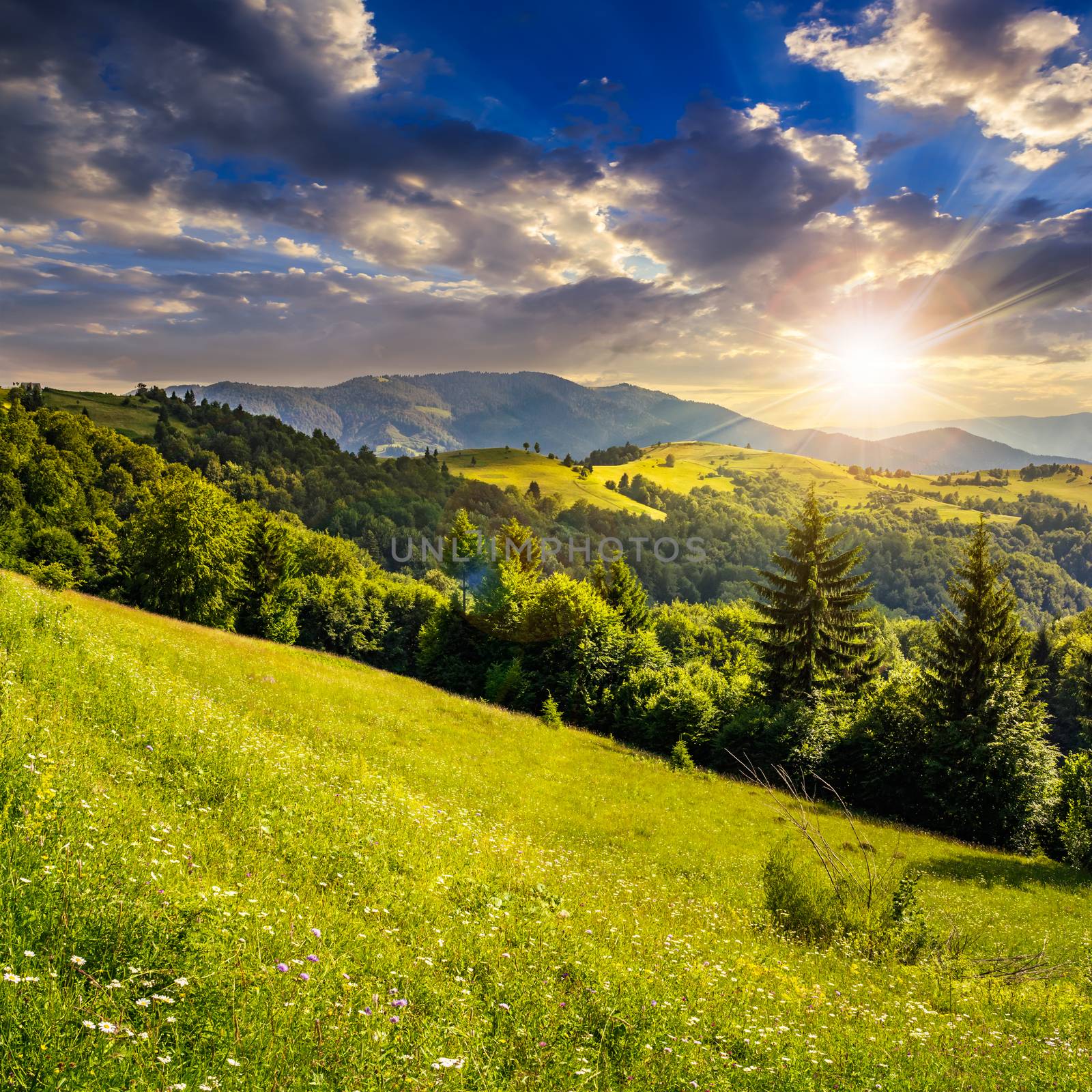 hillside of mountain range with coniferous forest and meadow in evening light