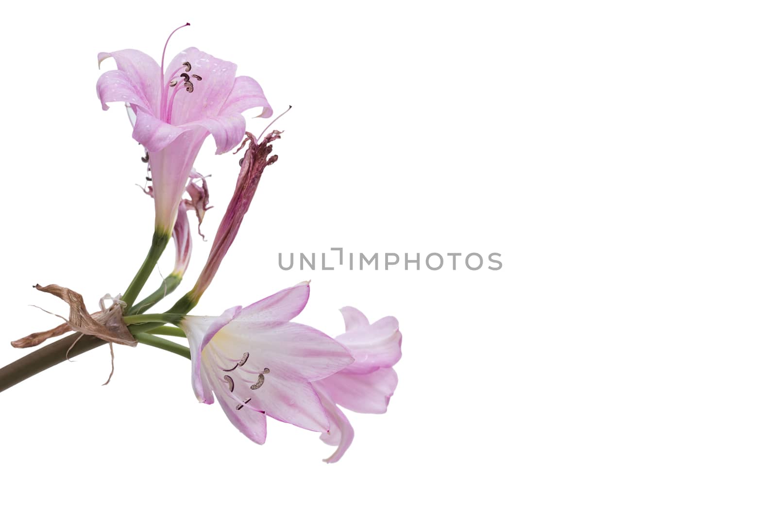 Pink and white lily bouquet closeup by osmar01