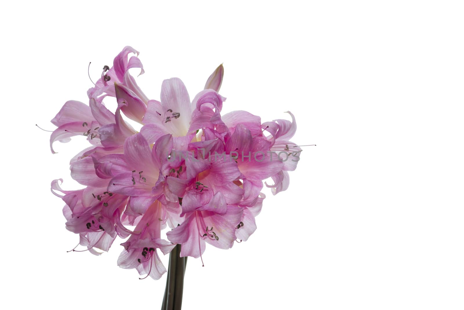 Pink and white lily bouquet closeup isolated on white