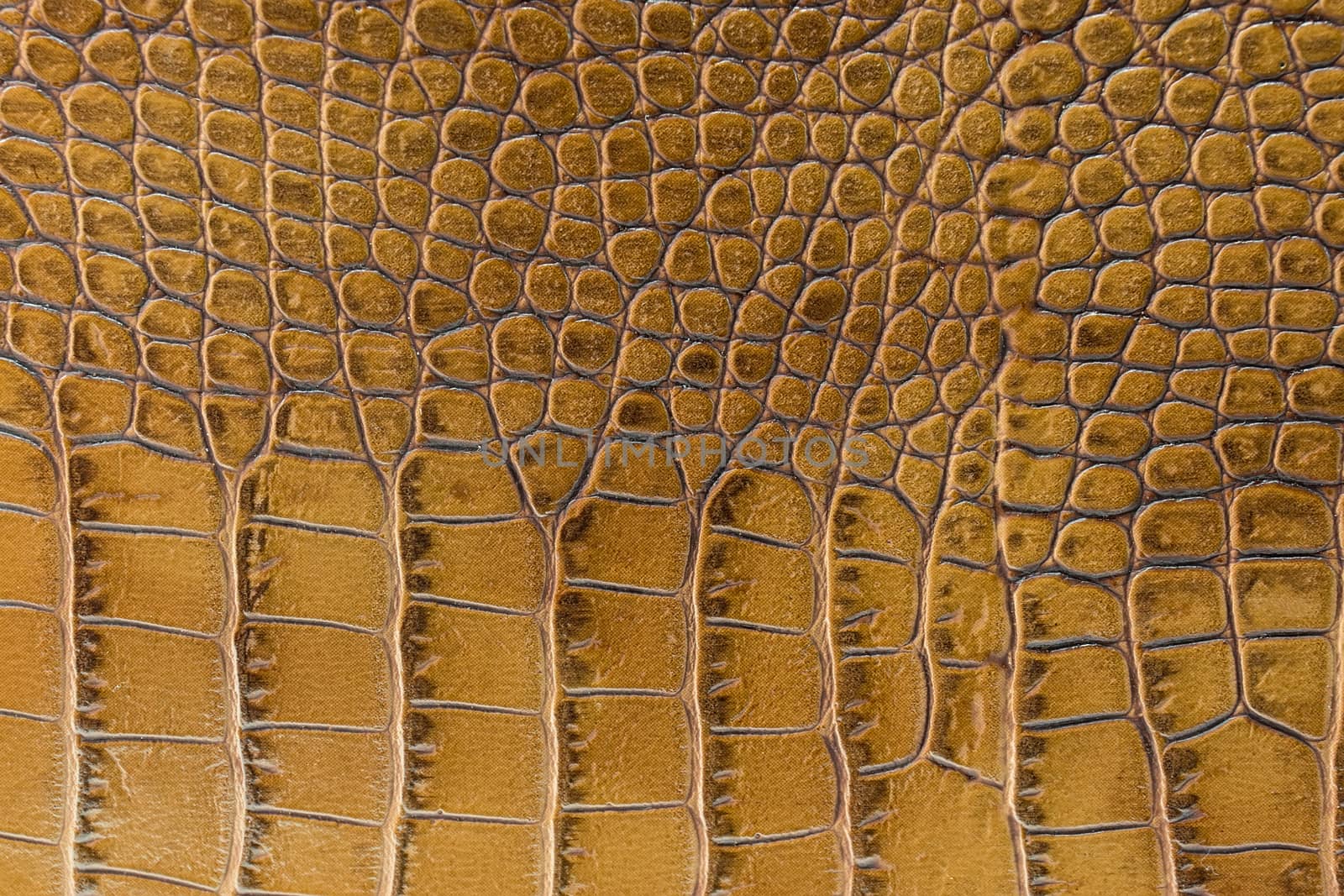 texture of the skin yellow, studio, subject survey