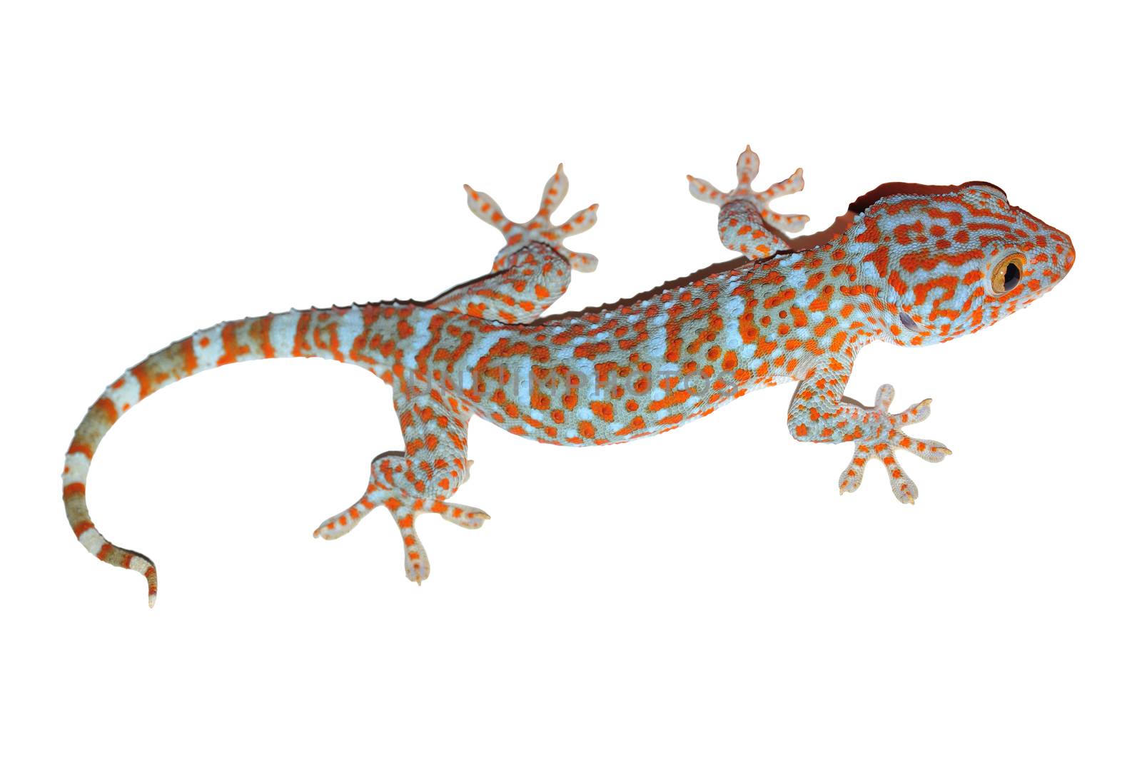 gecko isolated on white with clipping path by antpkr