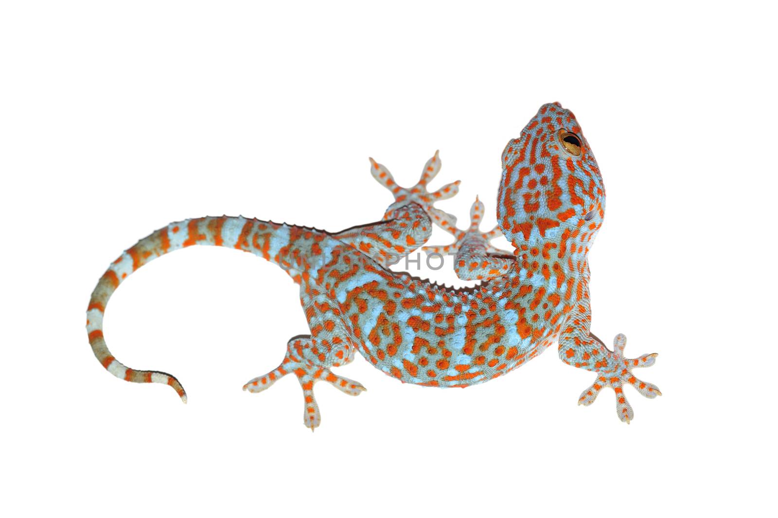 gecko isolated on white with clipping path by antpkr
