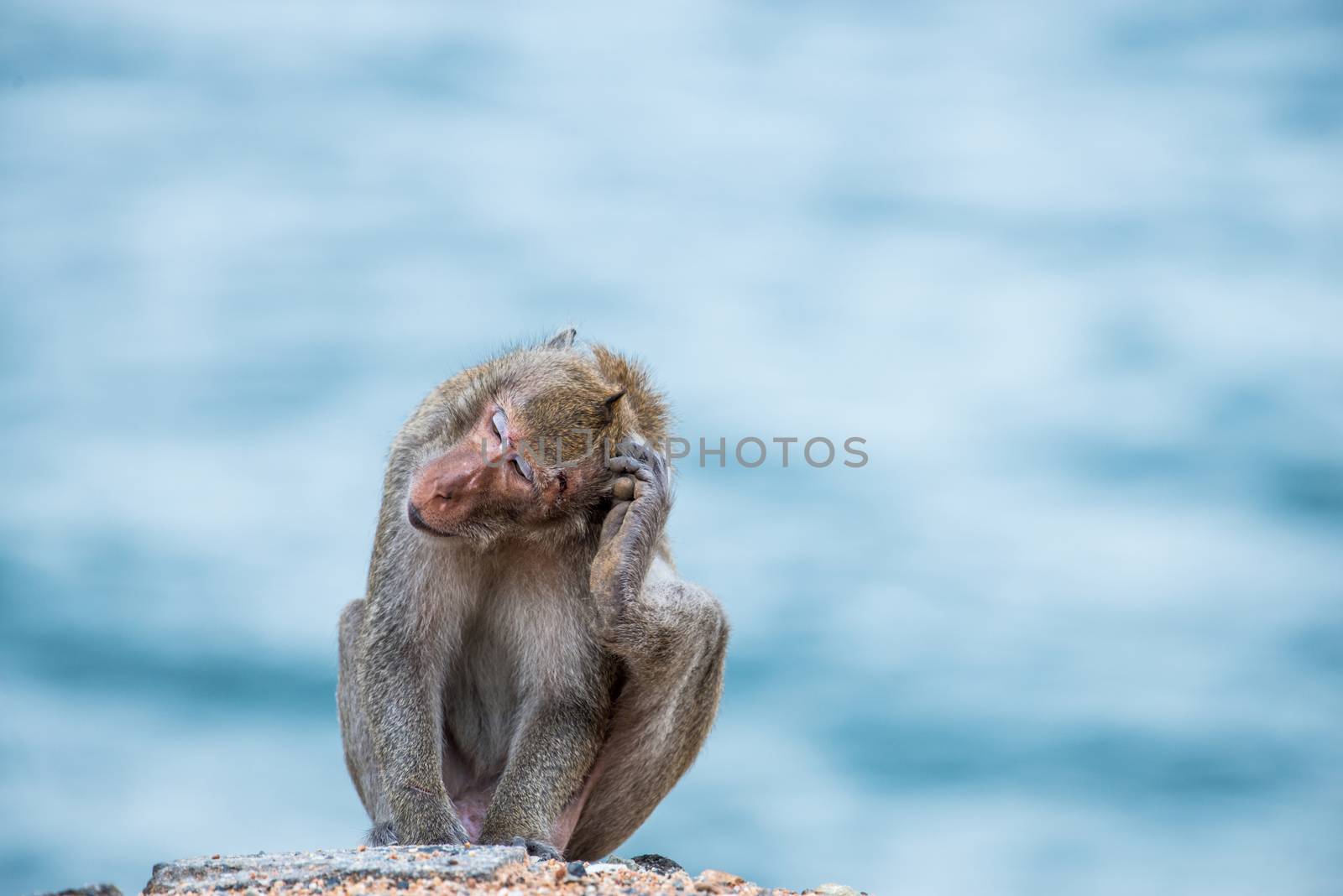 monkey scratching head, sitting on the sand with sea background by antpkr