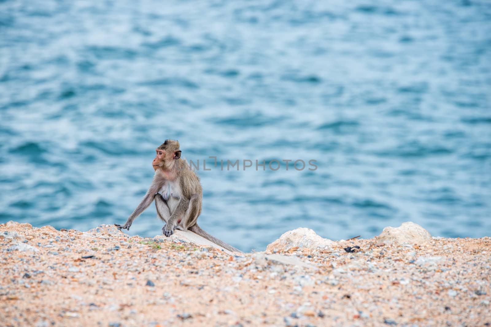 mother monkey sitting on the sand with sea background by antpkr