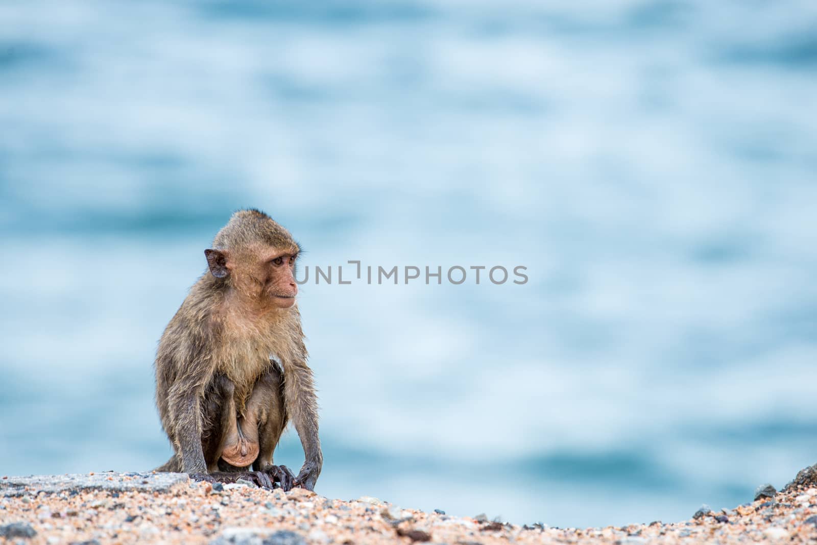 monkey sitting on the sand with sea background