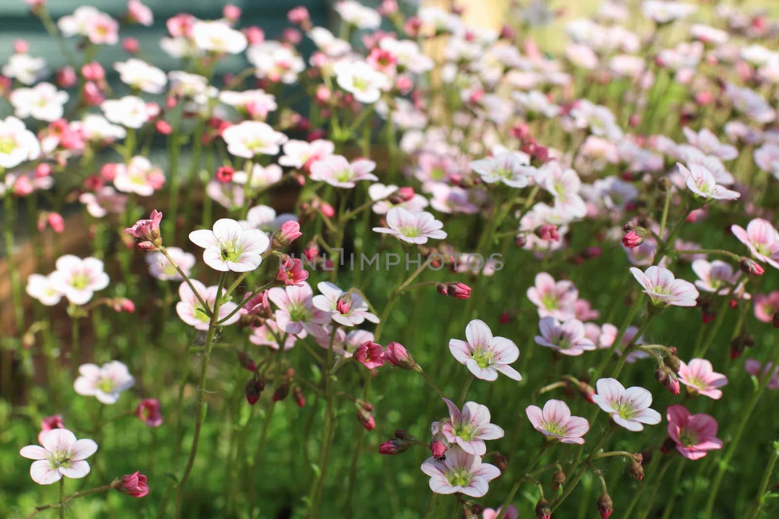flowering decorative garden moss, lot of white and pink flowers, floral background
