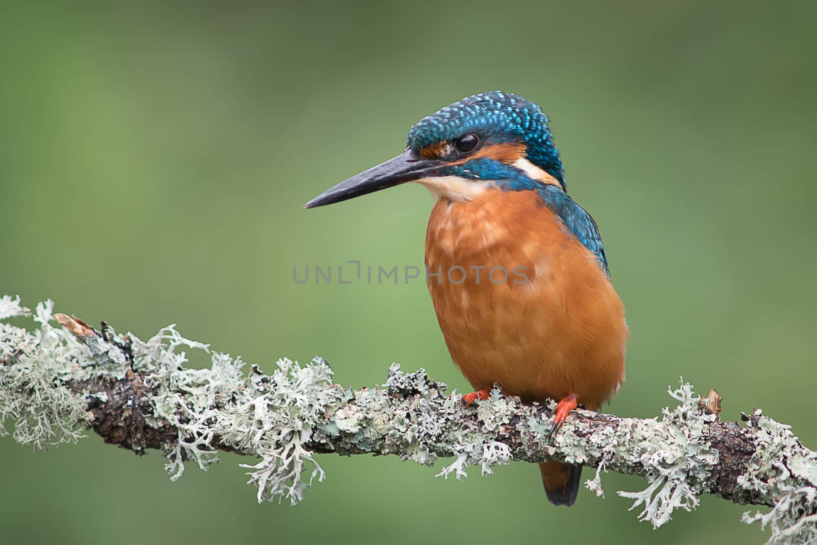 A close up profile portrait of a kingfisher on a branch facing to the left with a natural green background and text space