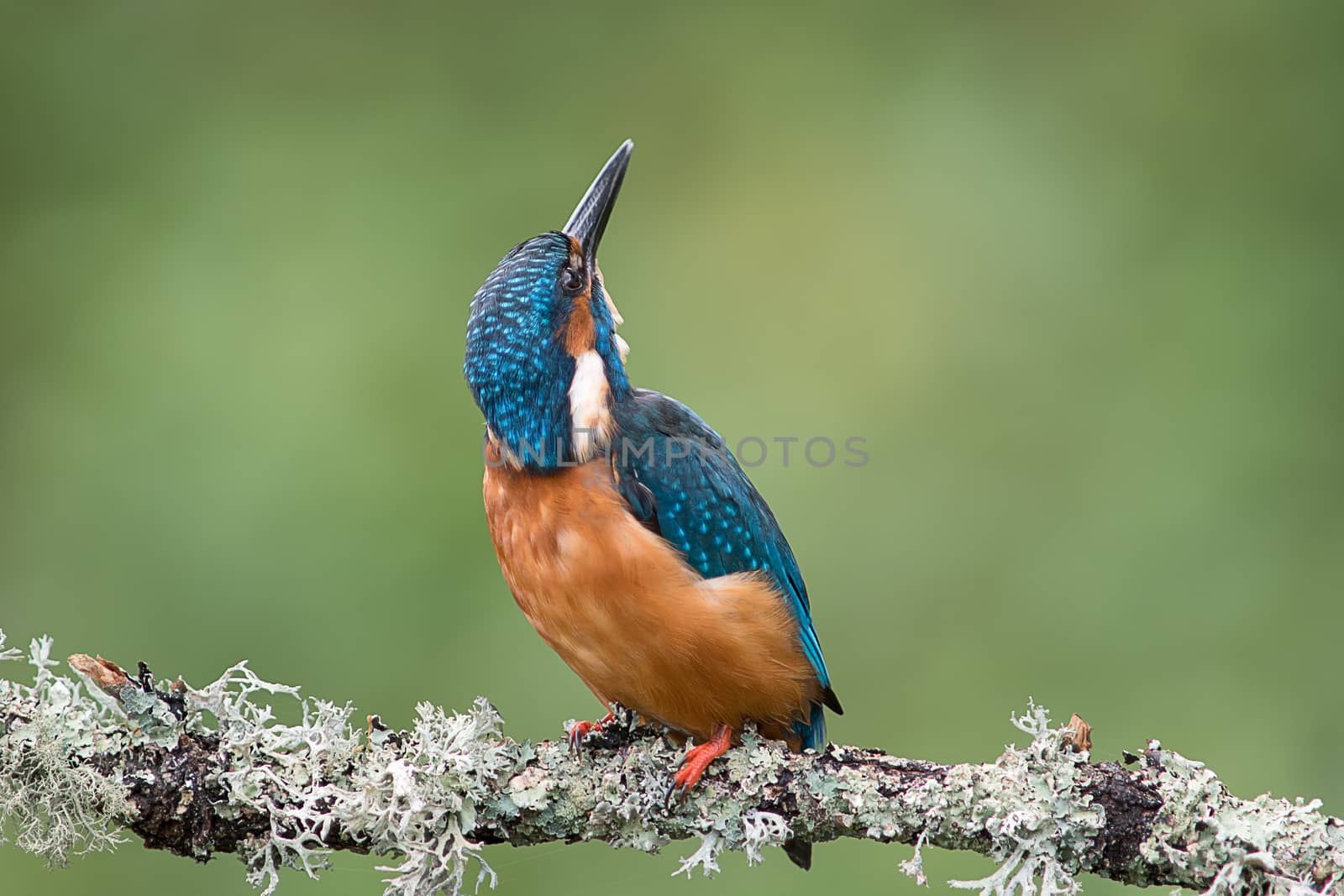 A close up of an alert kingfisher looking behind and up into the sky against a natural green background and copy space