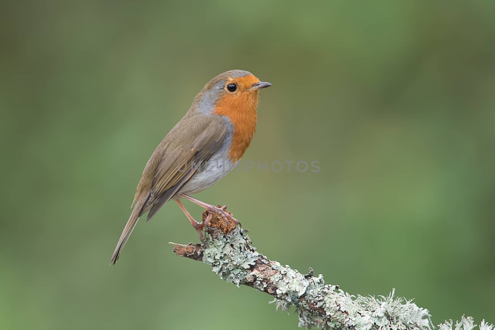 A close up profile portrait of a robin perched on the end of a branch facing to the right with a natural green background and text space