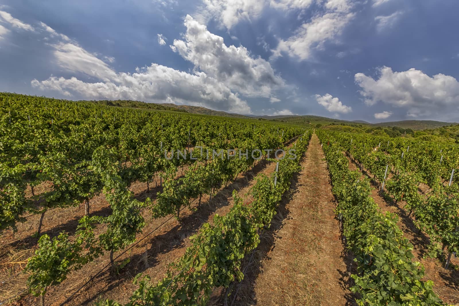beautiful green vineyard on cloudy sky by EdVal