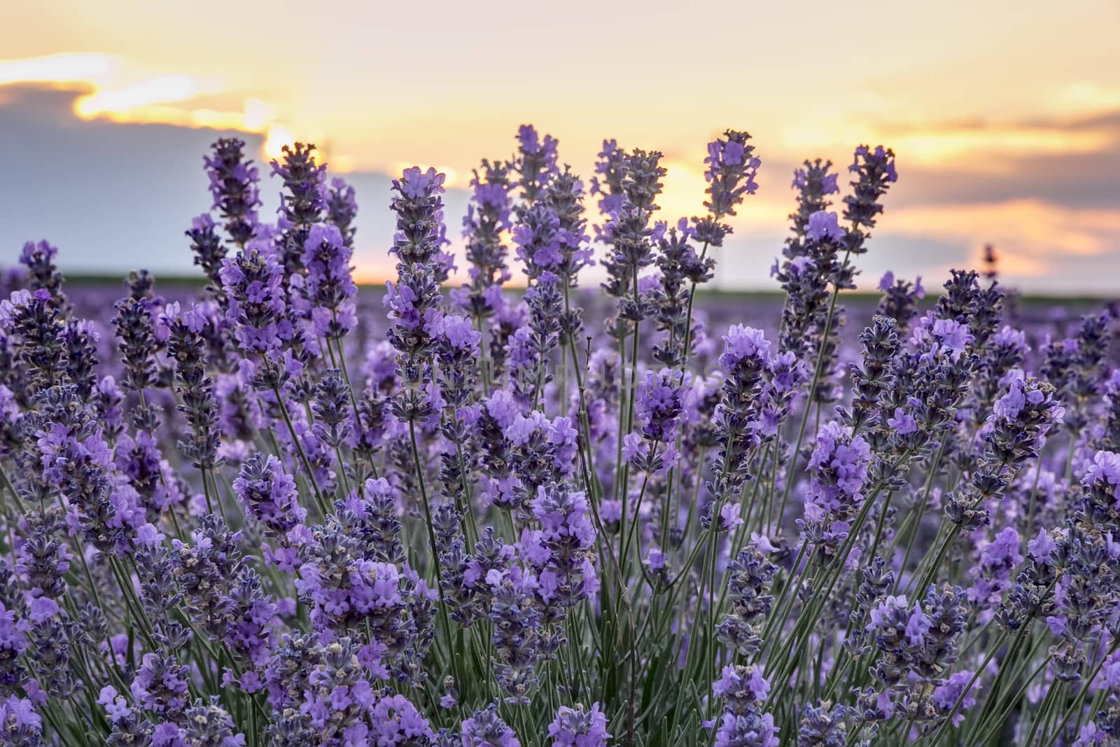 Blooming lavender at sunset. Close