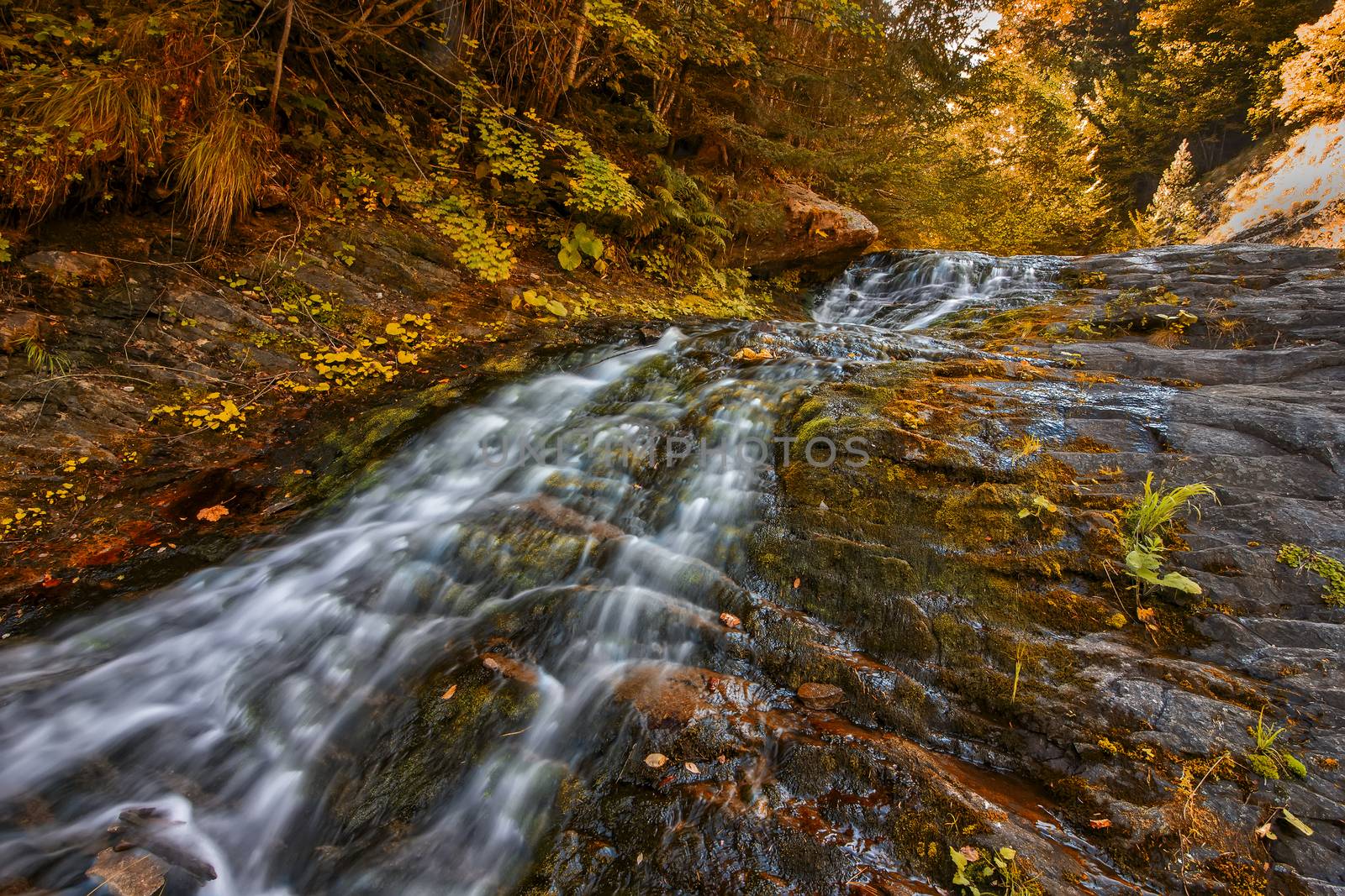Wild forest in autumn with trees and small river. Long exposure