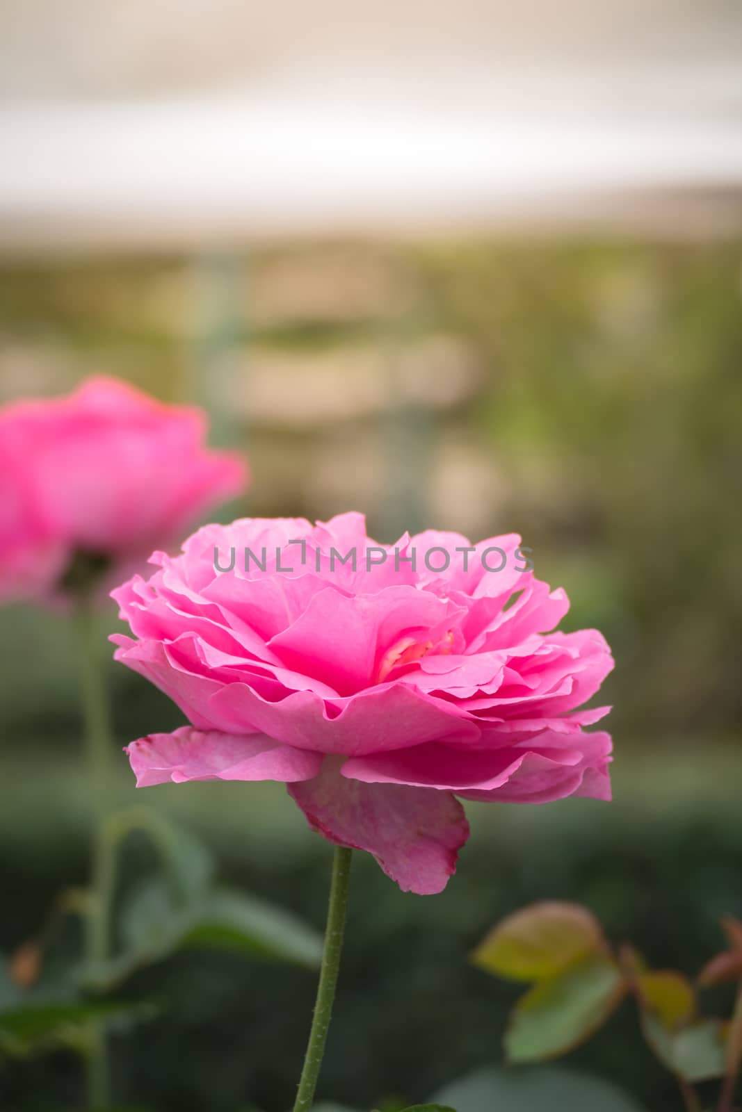 Roses in the garden, Roses are beautiful with a beautiful sunny day.