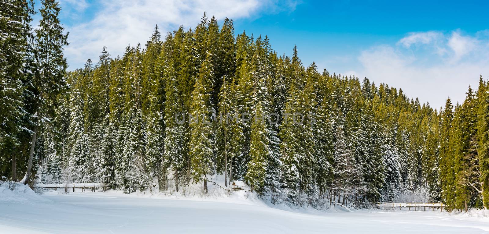 spruce forest in winter. beautiful nature scenery on snow covered meadow in coniferous wildwood