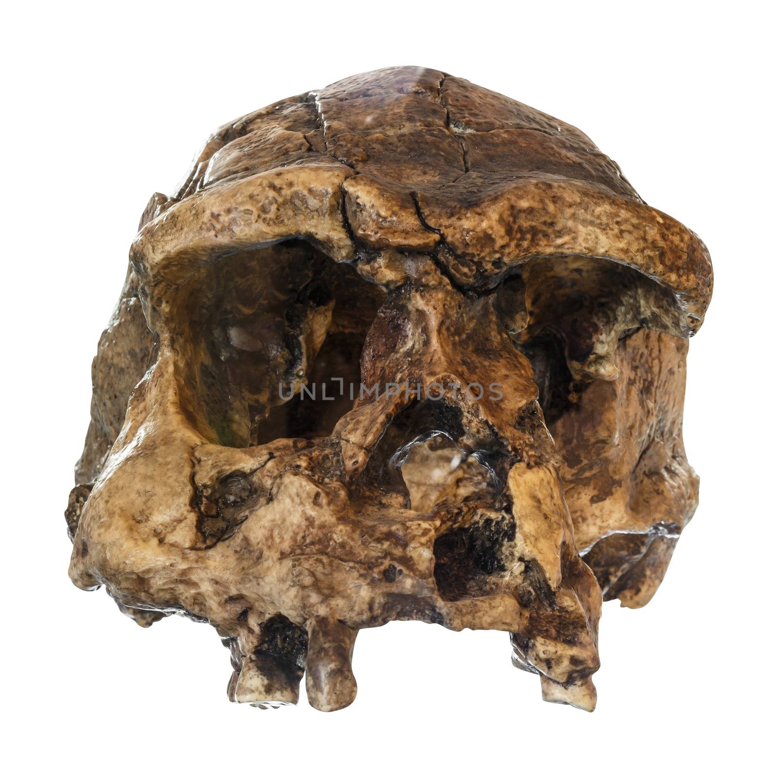 Homo erectus skull ( Front view ) . Discovered in 1969 in Sangiran , Java , Indonesia . Dated to 1 million years ago by stockdevil