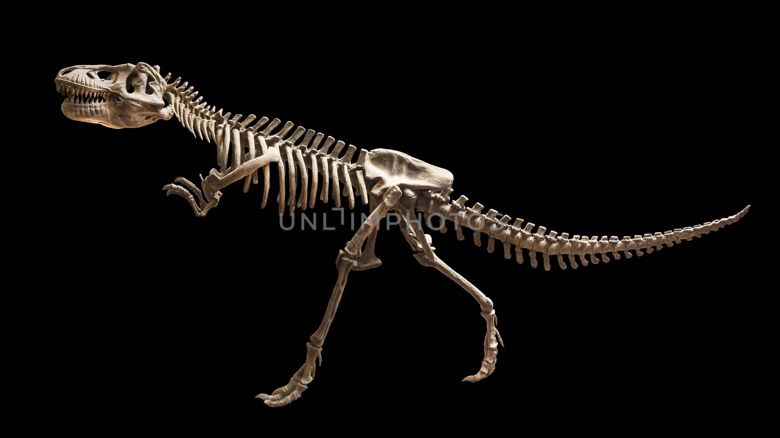 Skeleton of Siamotyrannus isanensis ( Family of Tyrannosauridae ) on isolated background .