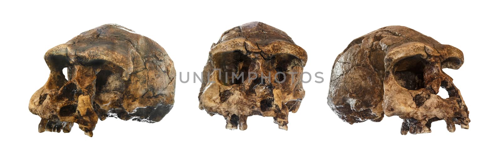 Set of Homo erectus skull . Discovered in 1969 in Sangiran , Java , Indonesia . Dated to 1 million years ago . ( front . side . oblique view ) by stockdevil