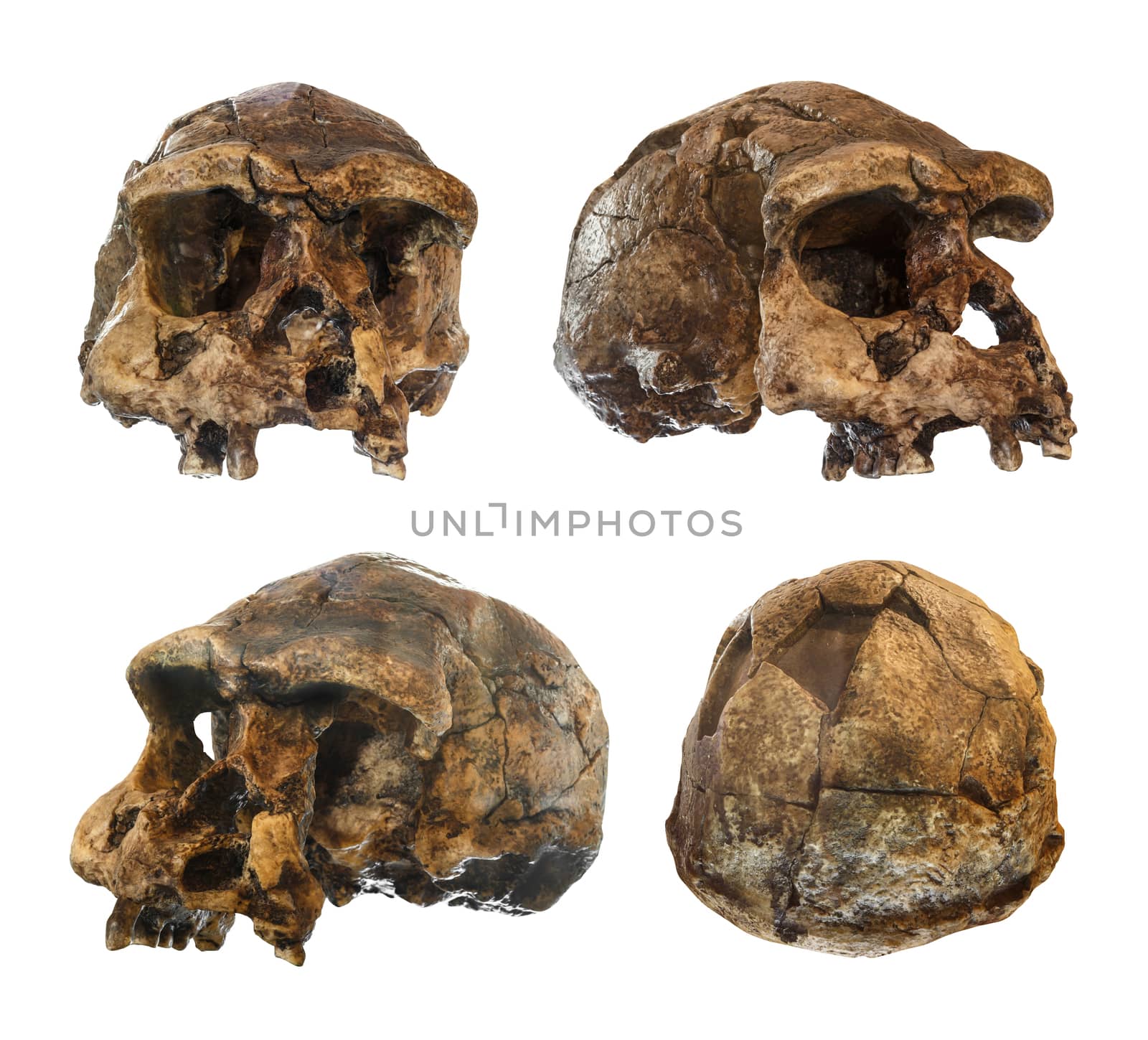 Set of Homo erectus skull . Discovered in 1969 in Sangiran , Java , Indonesia . Dated to 1 million years ago . ( front . side . oblique . back view ) .