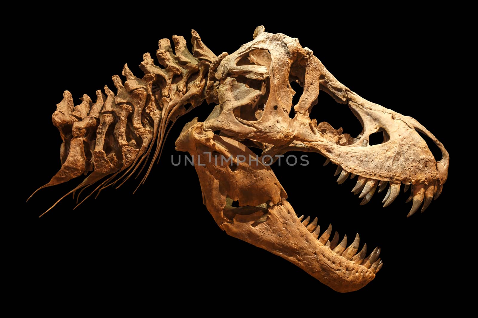 Skeleton of Tyrannosaurus rex ( T-rex ) on isolated background . ( Skull and Neck ) .