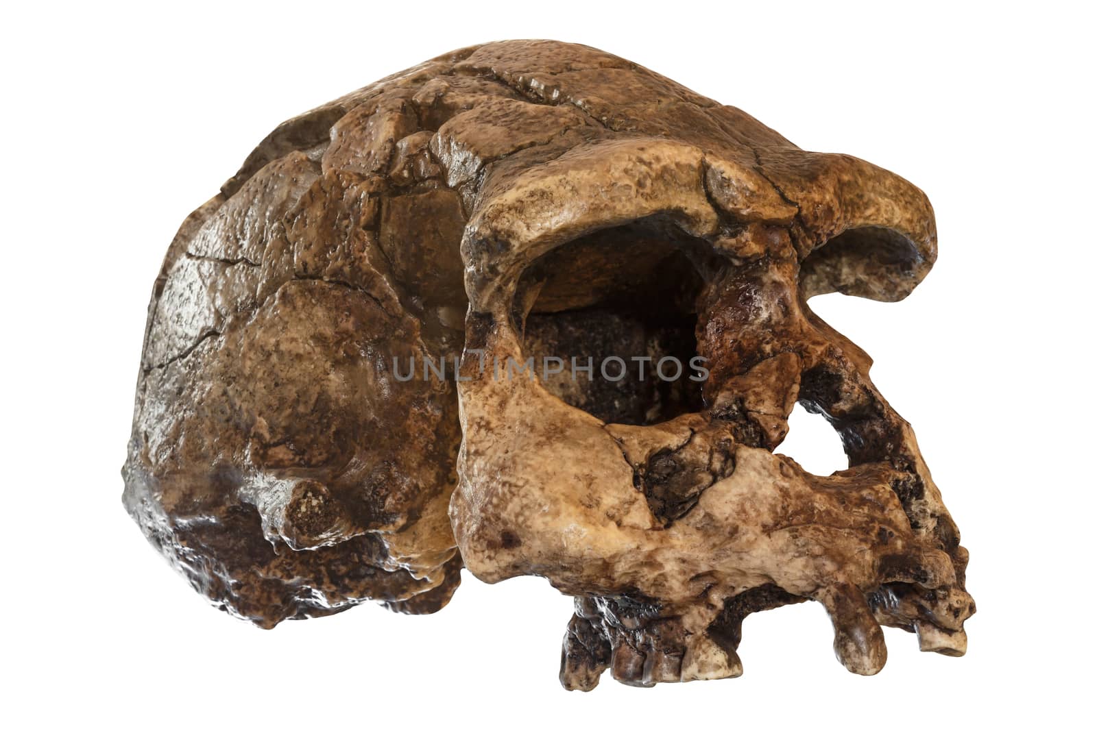 Homo erectus skull ( Oblique view ) . Discovered in 1969 in Sangiran , Java , Indonesia . Dated to 1 million years ago by stockdevil