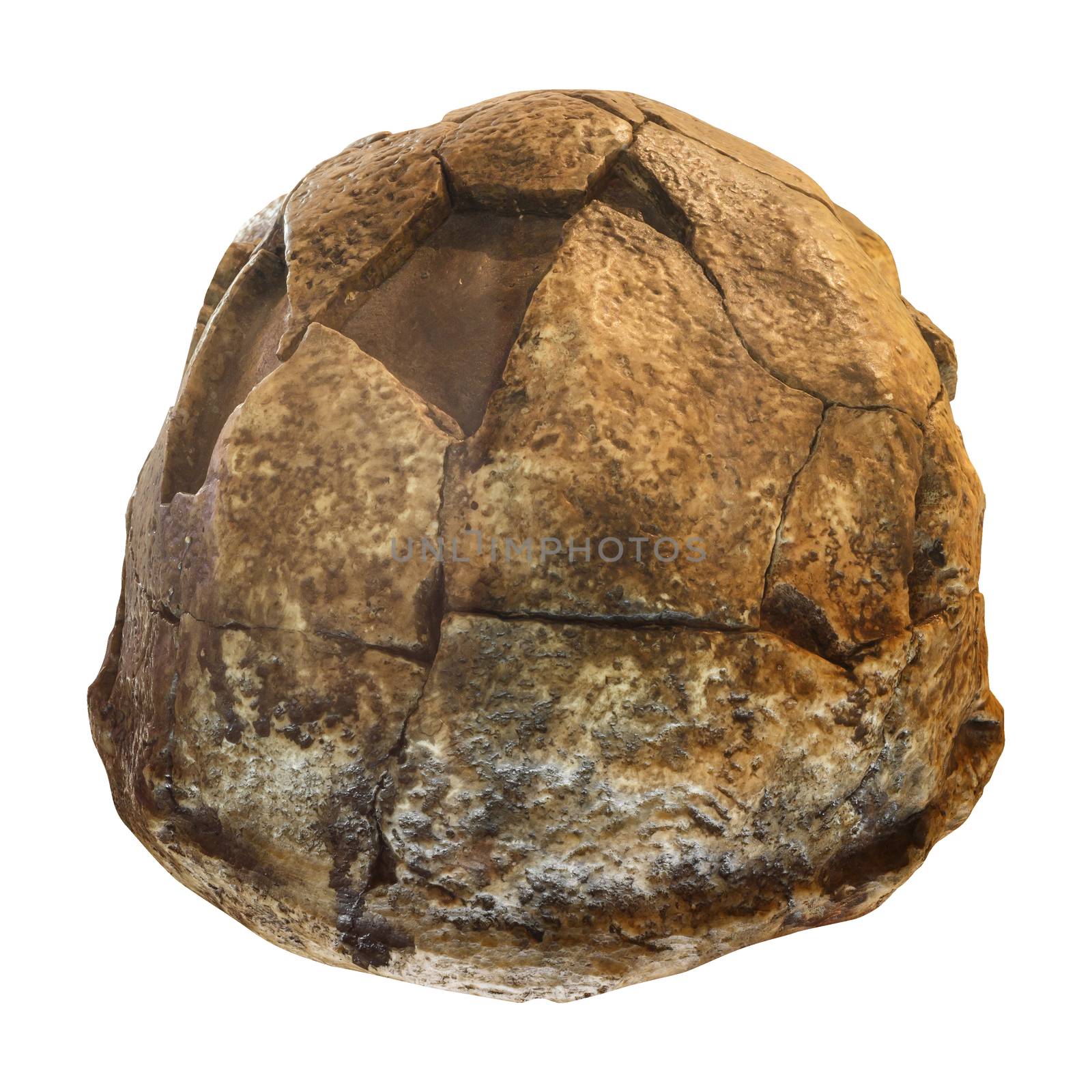 Homo erectus skull ( Back view ) . Discovered in 1969 in Sangiran , Java , Indonesia . Dated to 1 million years ago by stockdevil