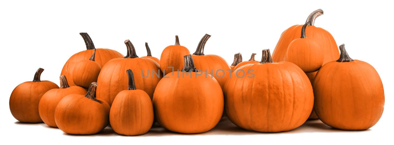 Many orange pumpkins isolated on white background, Halloween concept