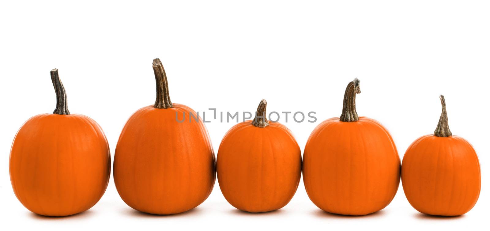 Five orange pumpkins in a row isolated on white background, Halloween concept