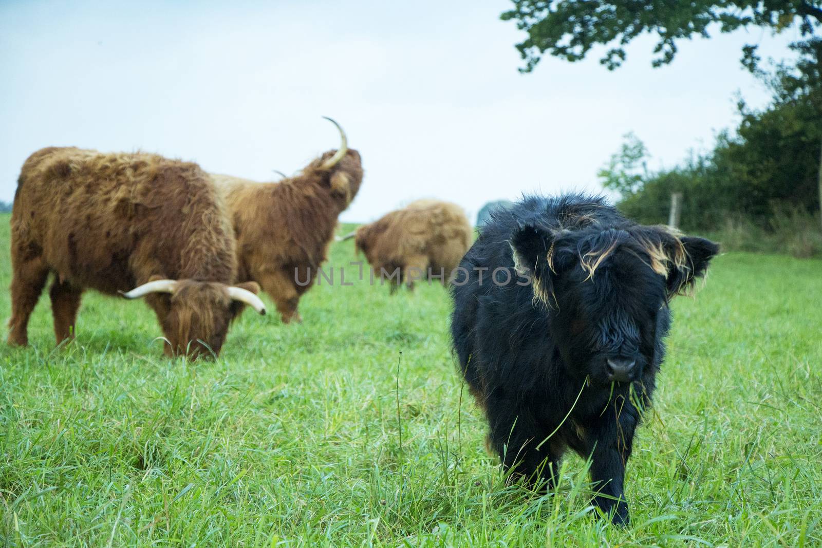 Scottish highland cows on grass field on a cloudy day.
