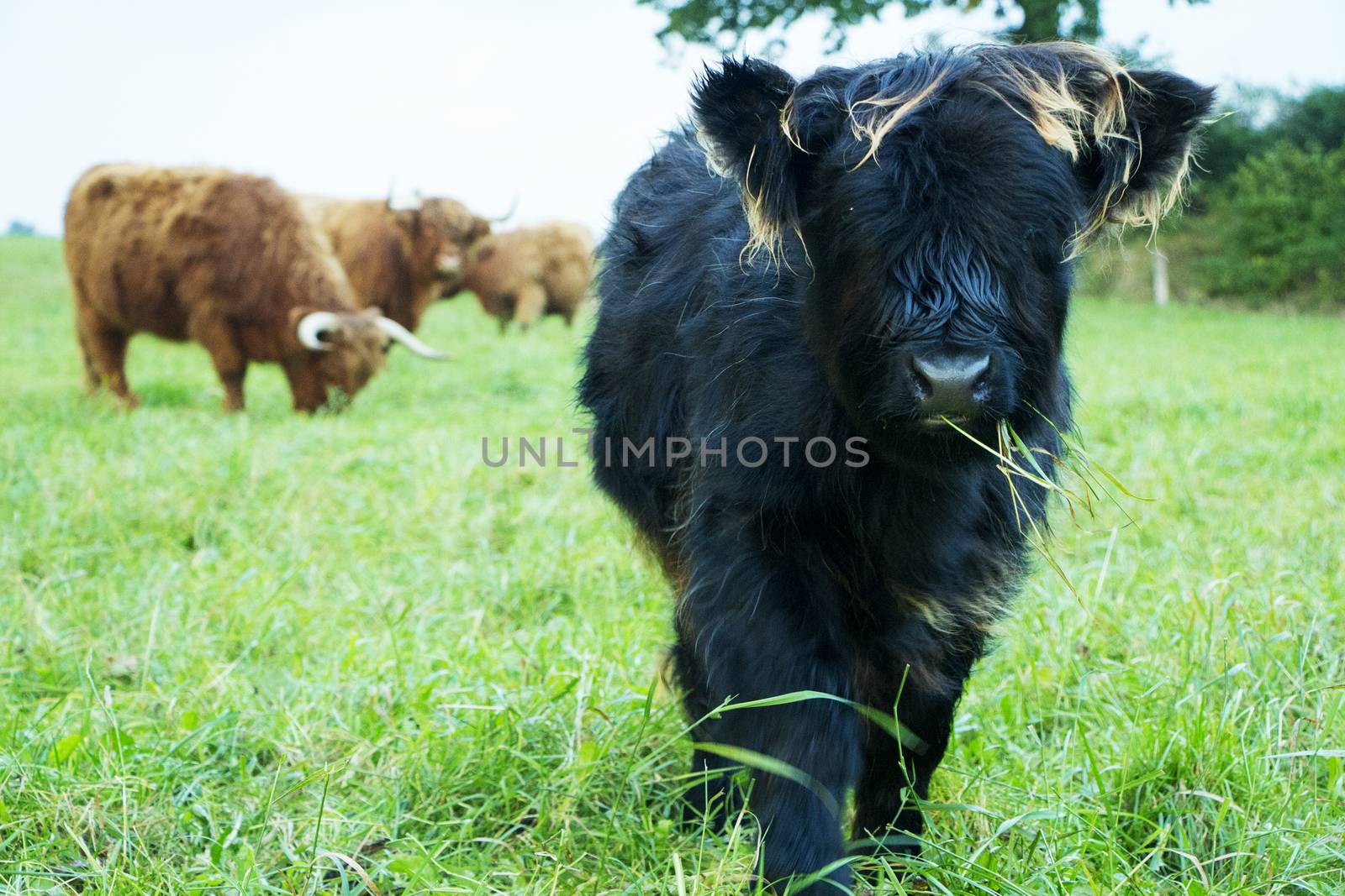 Black highland cow calf and brown highland cows on green grass field.