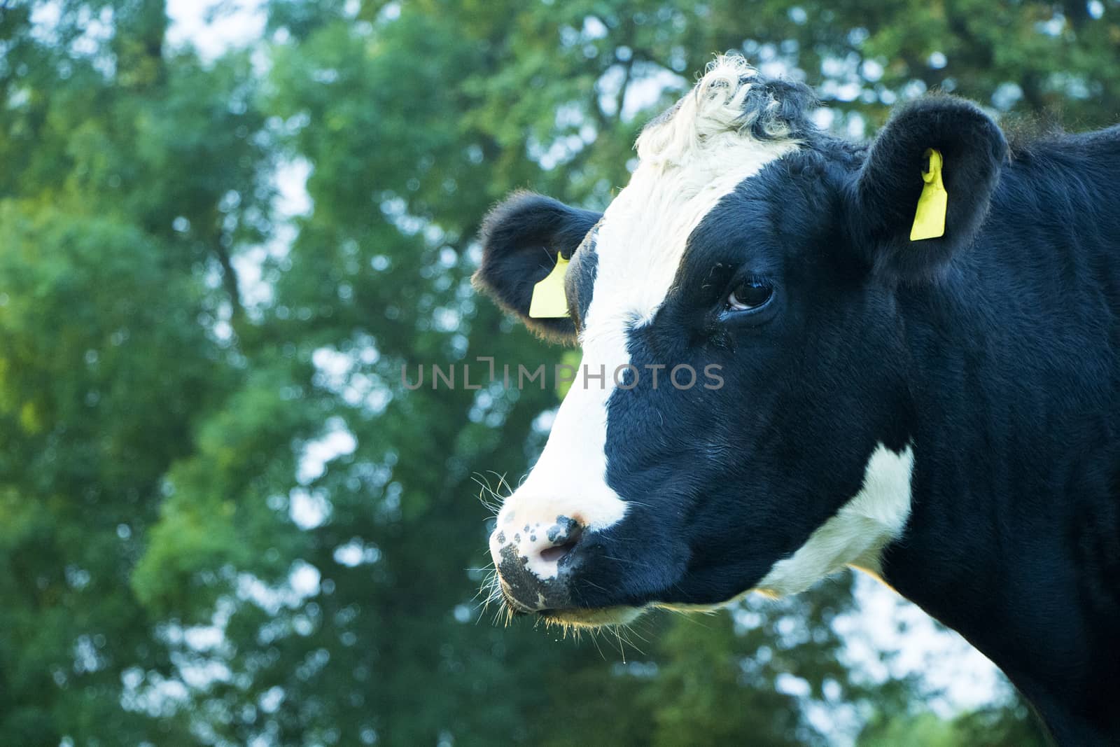 Sad black and white cow standing outdoors on a green grass field.
