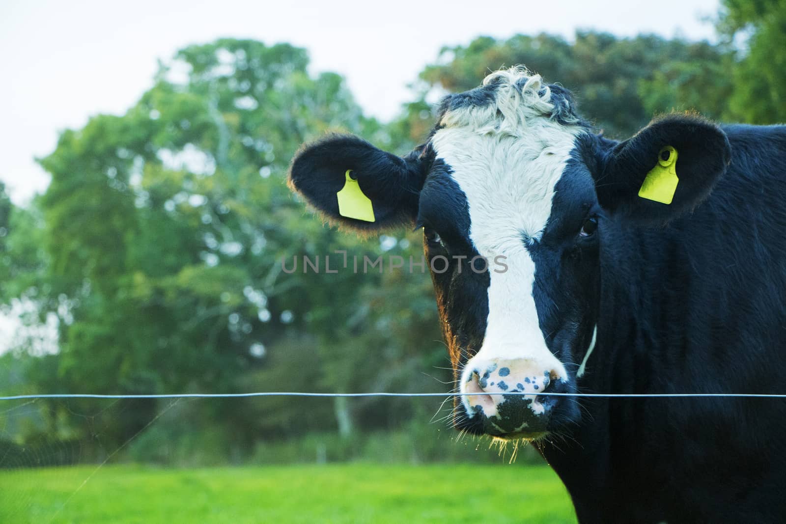Sad Farm Cow by Mads_Hjorth_Jakobsen