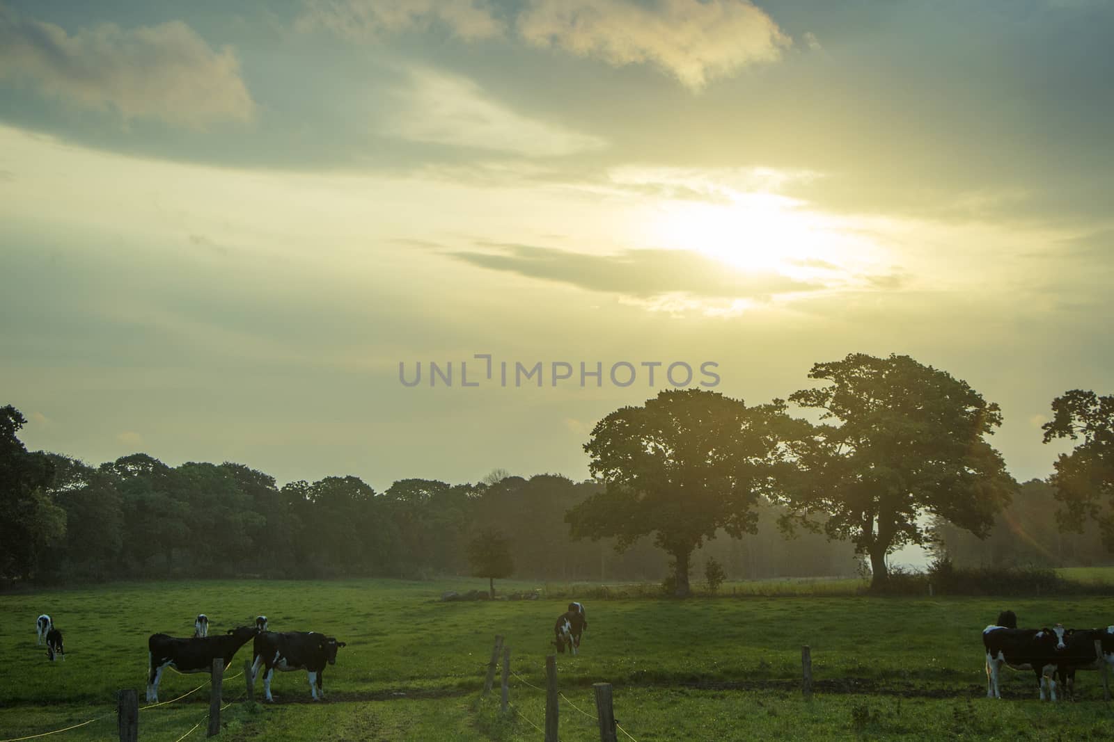 Sunrise behind clouds and green field with cows on a cloudy day.