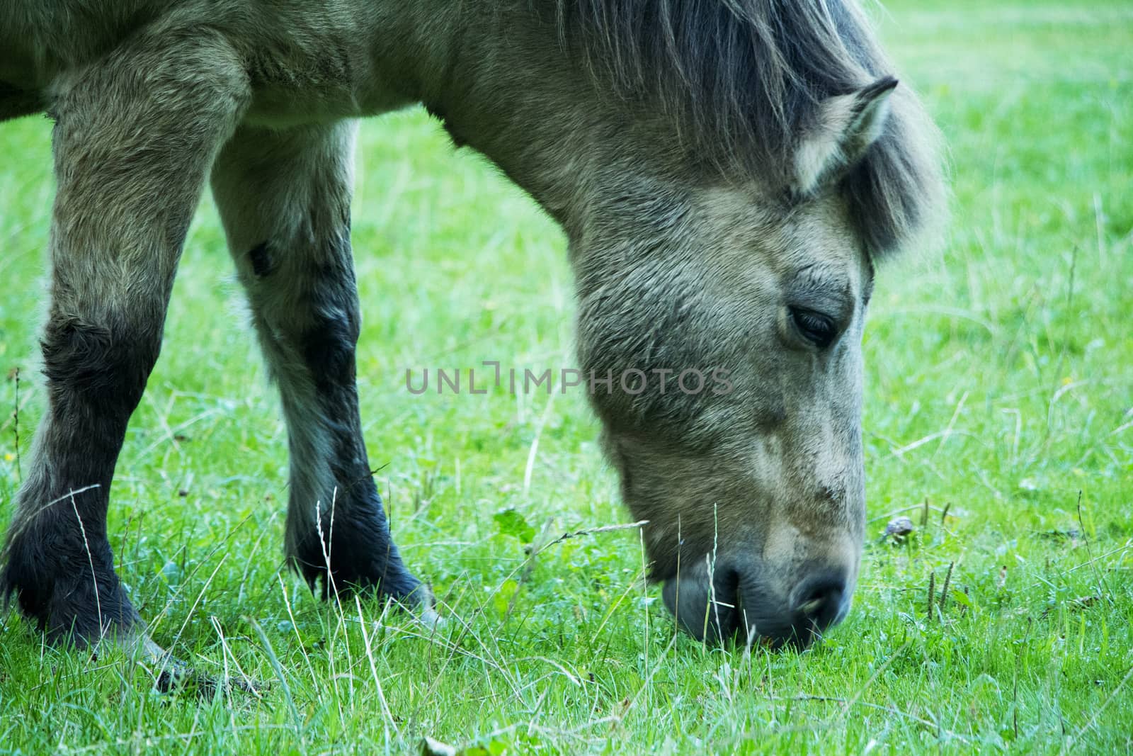 Horse Eating Grass by Mads_Hjorth_Jakobsen