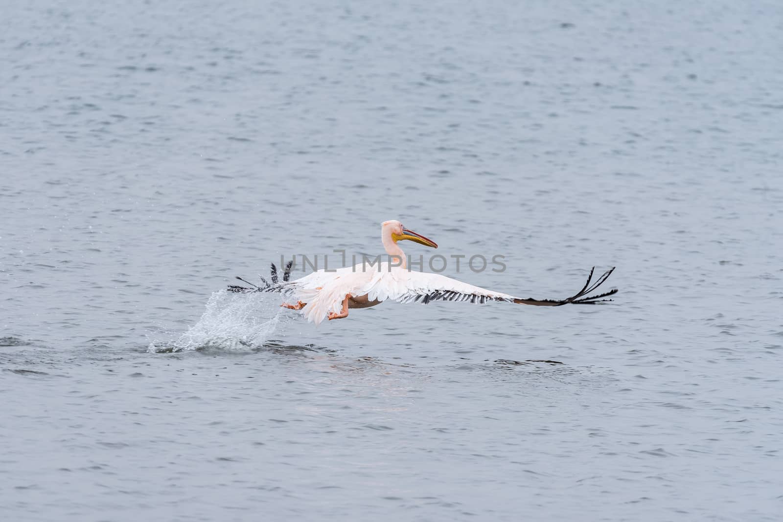 A great white pelican taking off from the lagoon in Walvis Bay in Namibia