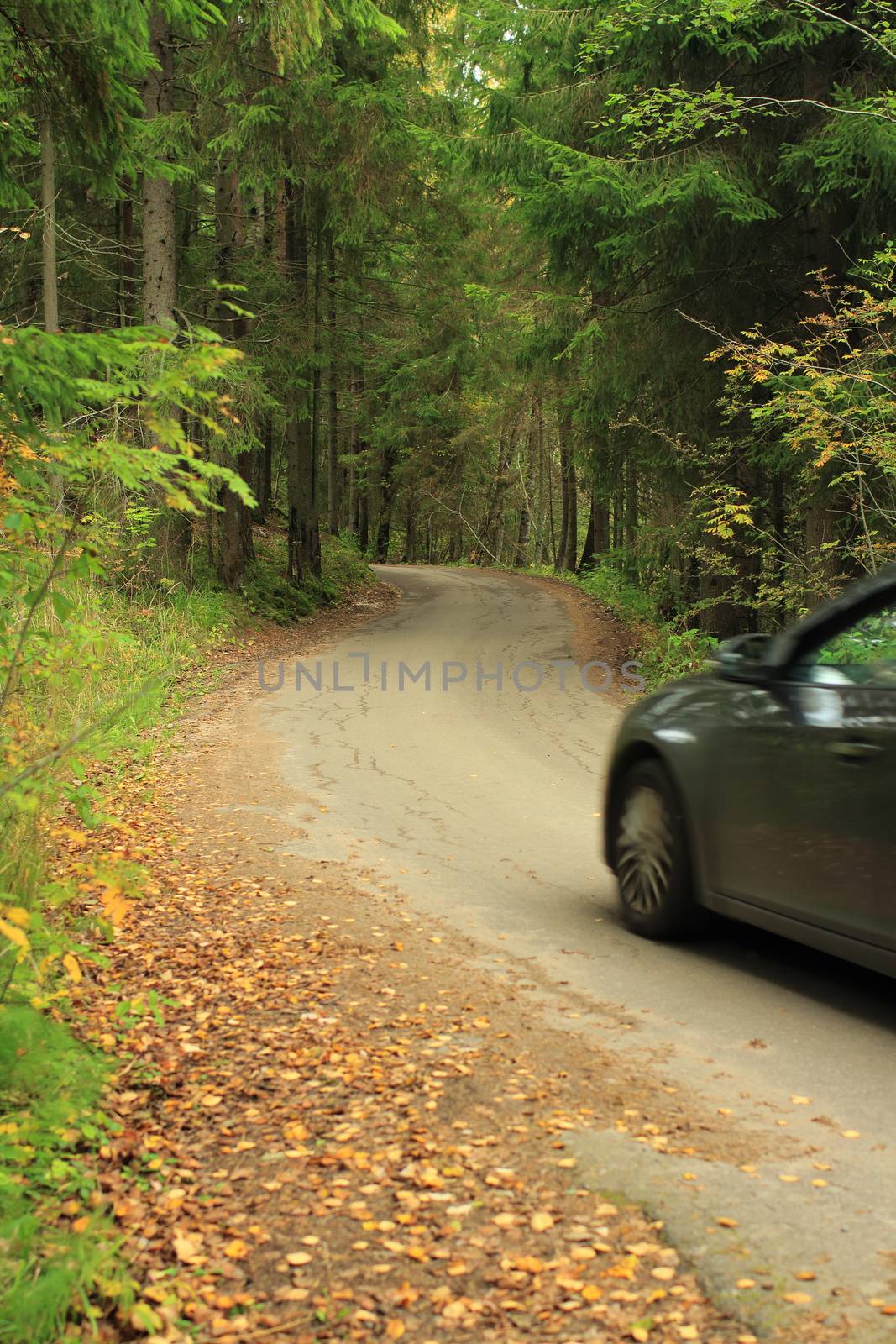 trip by car along a winding forest road in autumn