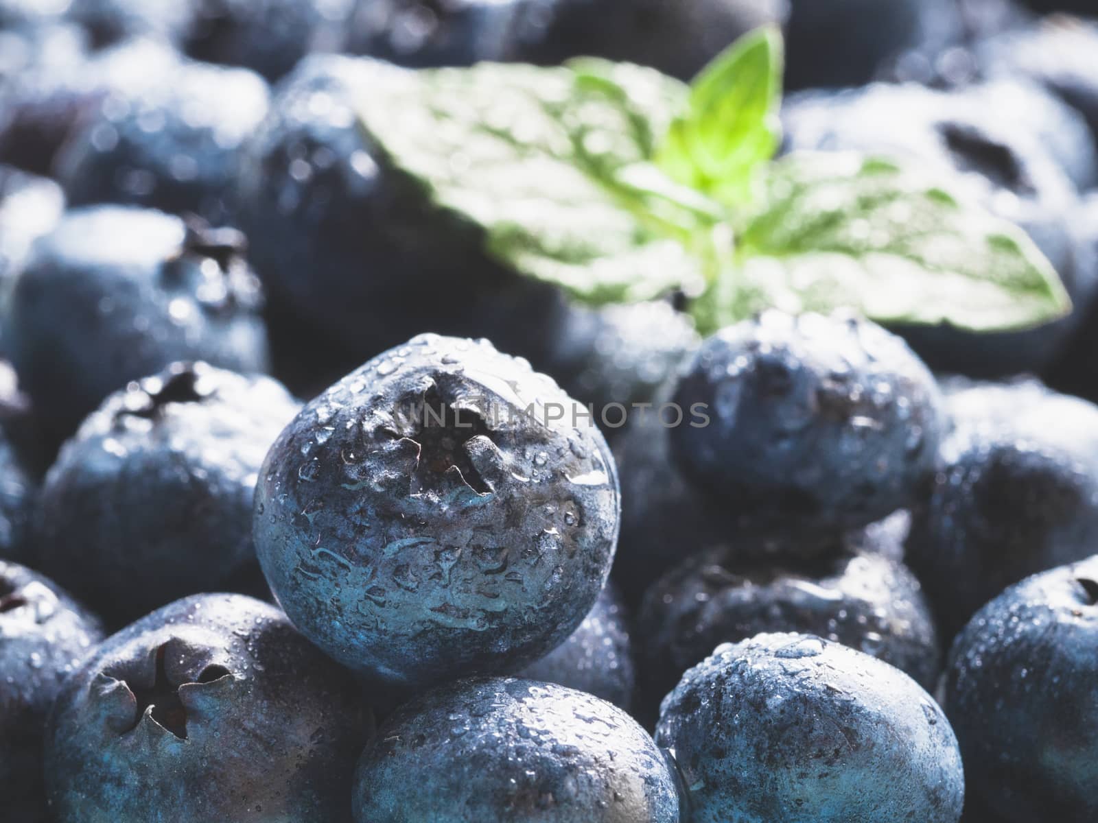 Extreme close up view of blueberries. Selective focus. Copy space. Bilberry on wooden Background. Blueberry antioxidant. Concept for healthy eating and nutrition