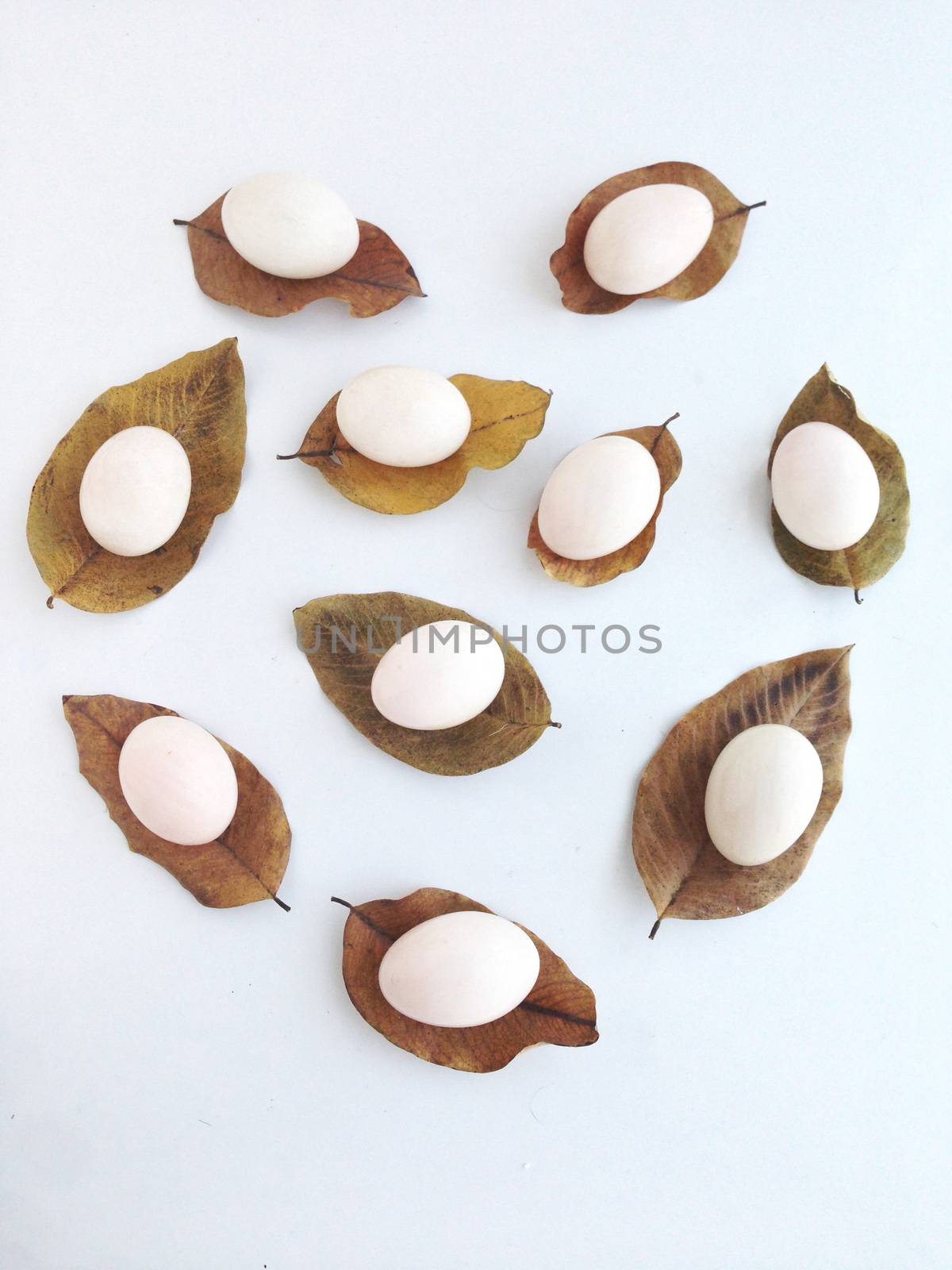 Duck aeggs on dry leaves