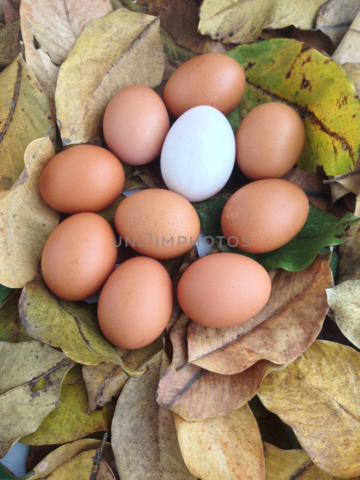 Duck and Chicken eggs on dry leaves