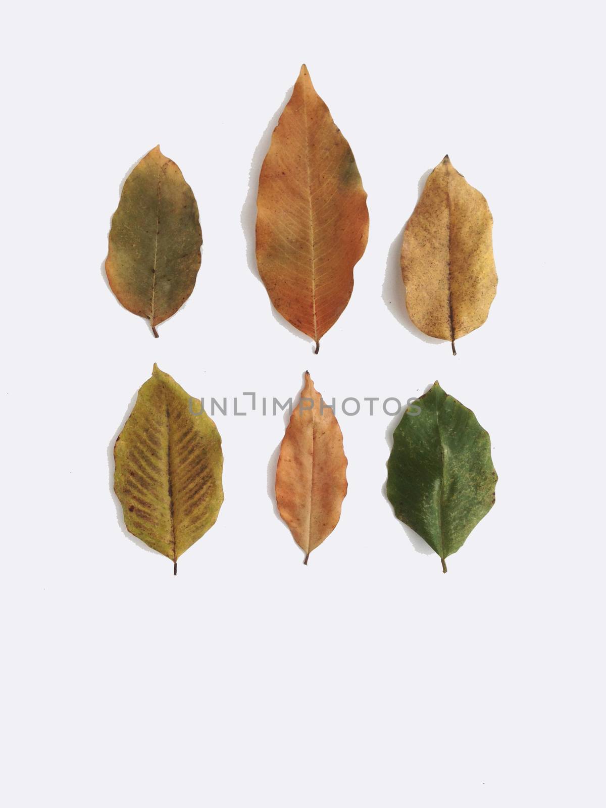 Dry leaves on white background, free space for text by Bowonpat