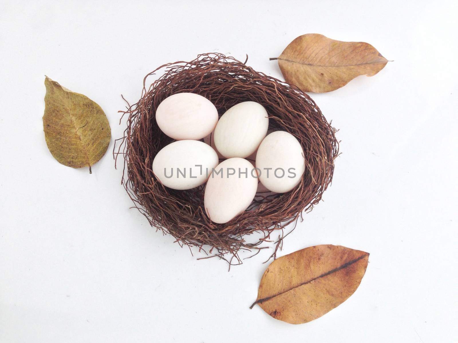 duck egg on nest made from banyan tree air root with white background and dry leaf