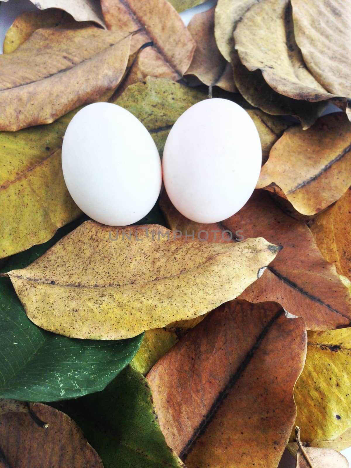 duck eggs on dry leaves