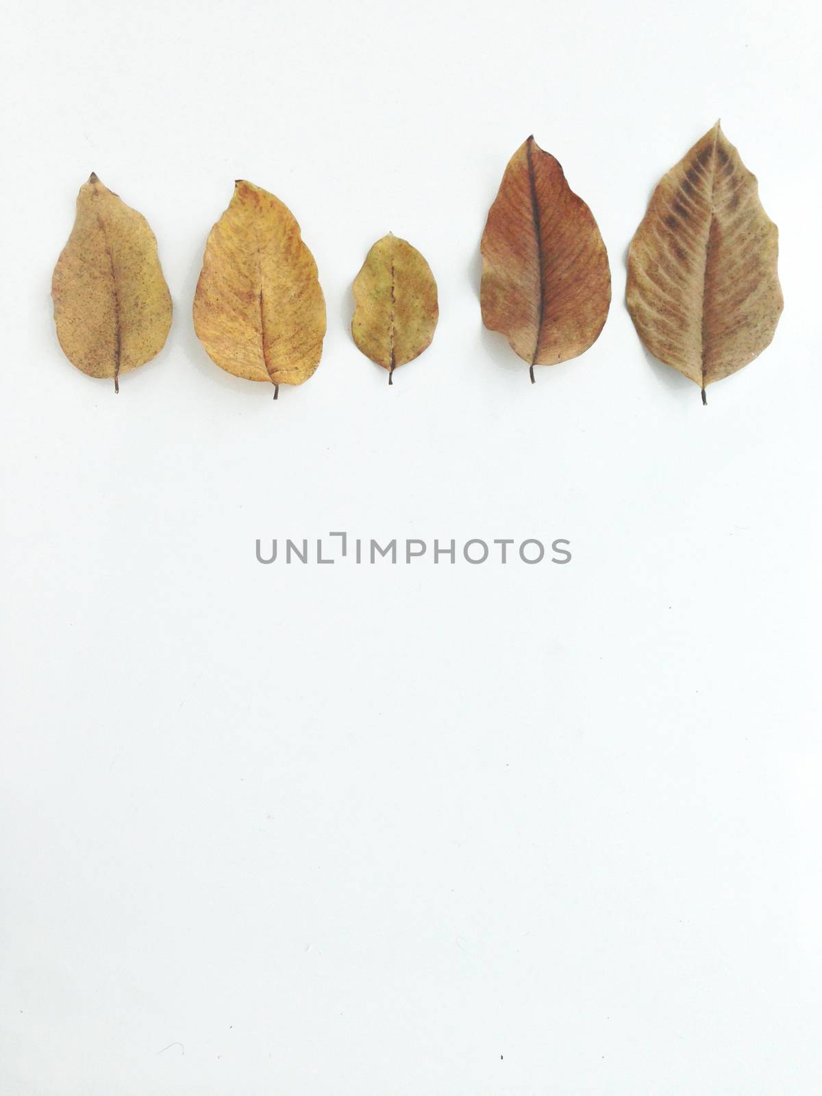 Dry leaves on white background, free space for text by Bowonpat