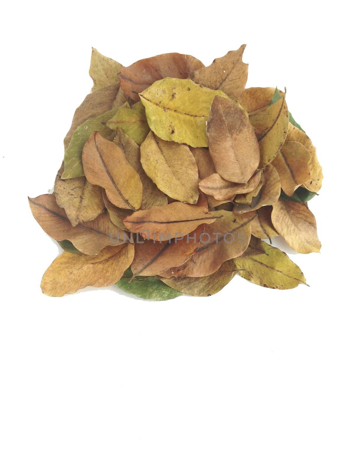 Dry leaves on white background, free space for text by Bowonpat